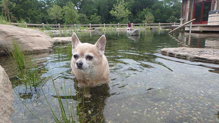 We Love Chihuahuas