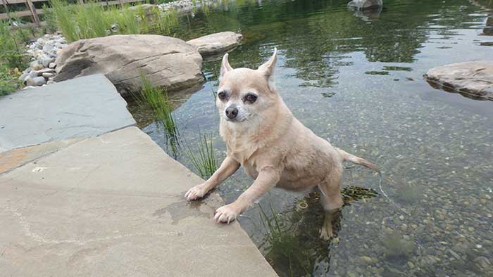 We Love Chihuahuas