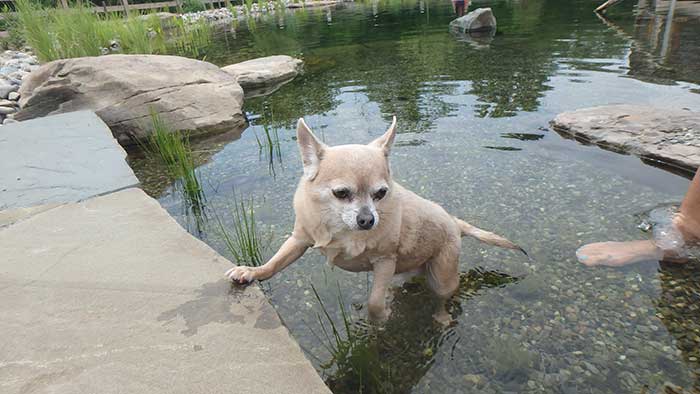 We Love Chihuahuas