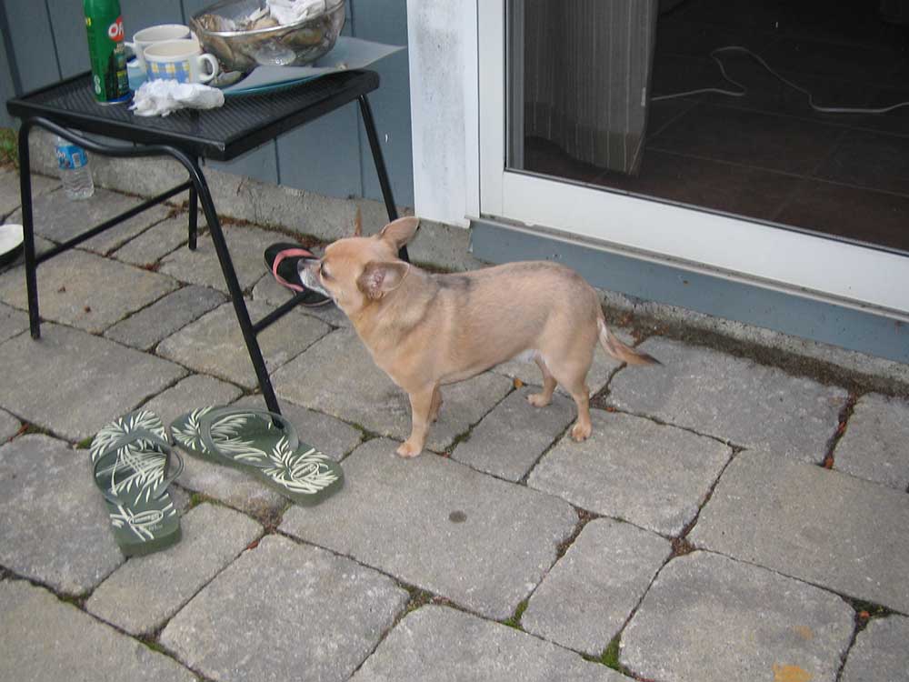 We Love Chihuahuas